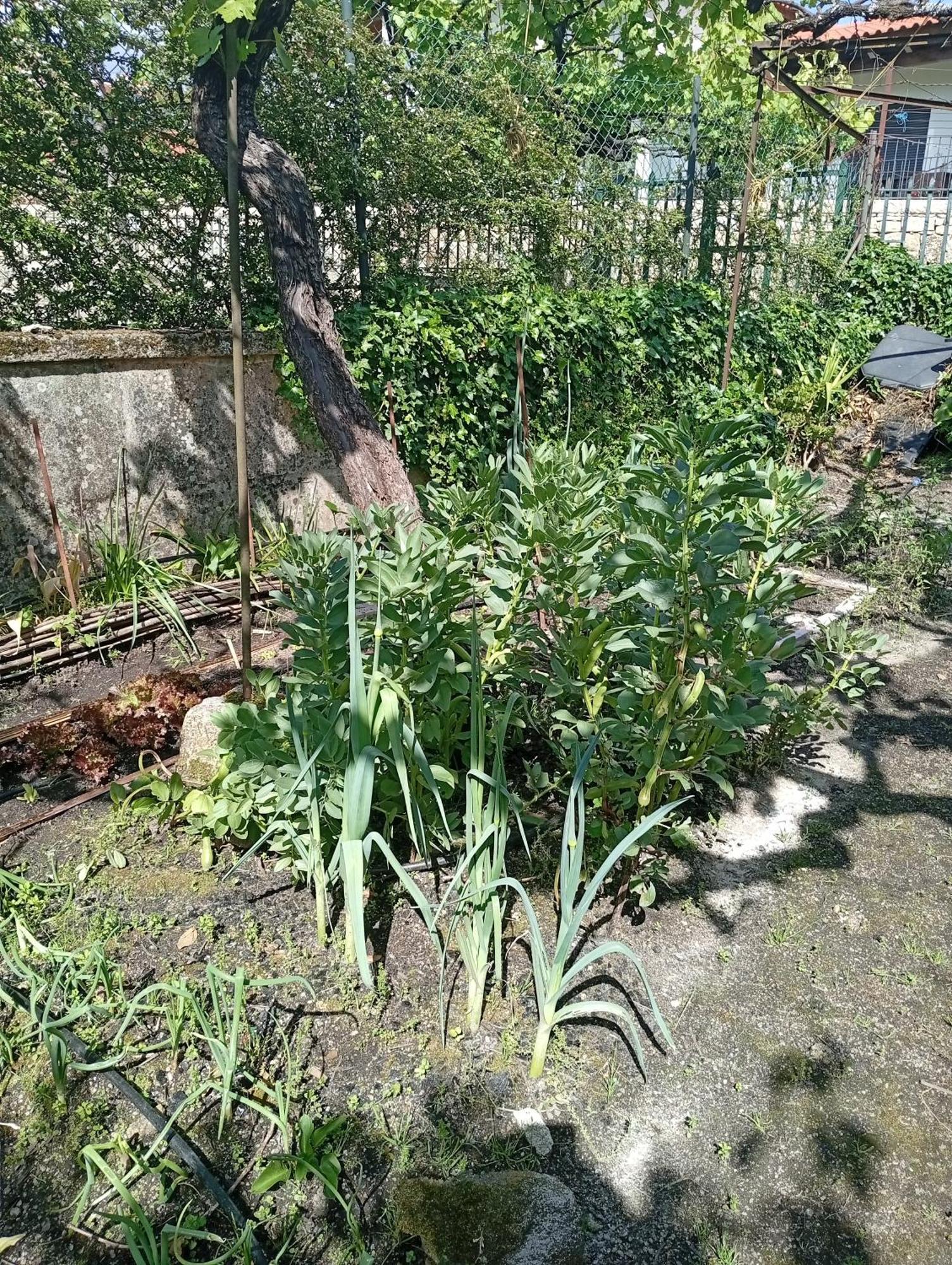 소아주 Casinha Da Horta 빌라 외부 사진